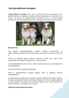 Интересные факты о происхождении собак | Новости | Публикации - Petstory