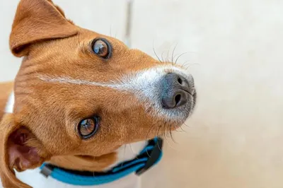 В Грузии много породистых собак, которых нужно спасать — латвийские  волонтеры / Статья
