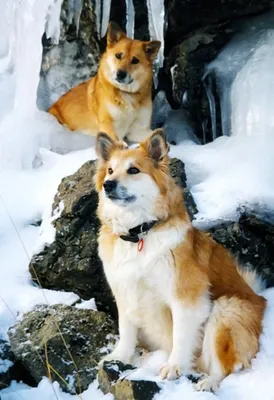 Самые красивые крутые собаки (62 фото) - картинки sobakovod.club