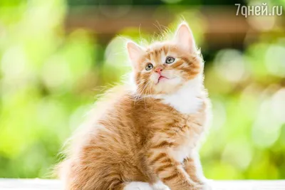 Интересные породы кошек: Шотландская Вислоухая | Пикабу