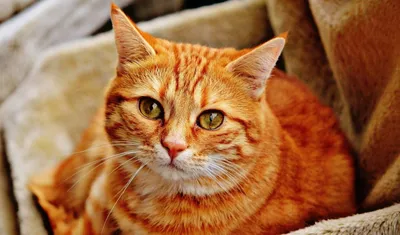 Интересные факты о породе кошек мейн-кун