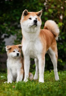 Преданный до гроба: как верность одной собаки прославила породу акита-ину,  превратив ее в один из символов Японии | Вокруг Света