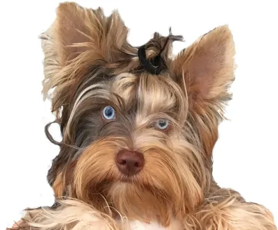 Питомник собак породы: йоркширский терьер, чихуахуа, померанский шпиц.  Щенки на продажу.