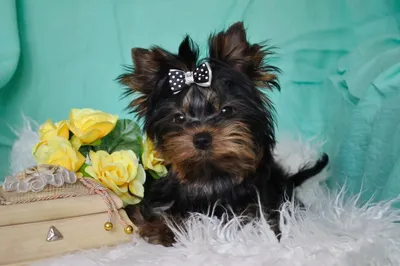 Fashion Dog - Йорик! Самая популярная собака в нашем... | Facebook