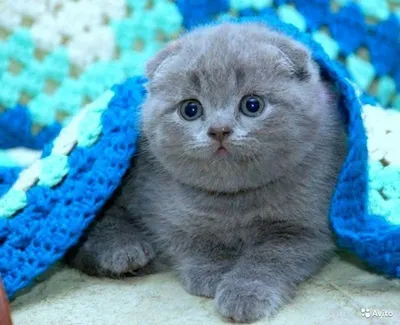 Голубой шотландский кот - 65 фото