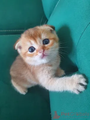 https://petglobals.com/sell/cats/bremen/trained-scottish-fold-kittens-for-adoption-with-a-documents-90473
