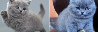 Британский кот вислоухий серый - 74 фото