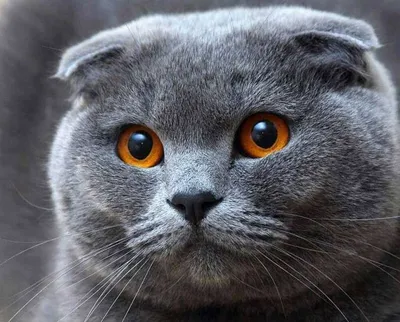 Вислоухие коты серые (60 лучших фото)