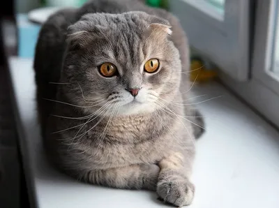 Британская вислоухая кошка серая - красивые фото