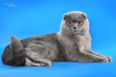 Стрижка кошек в Муроме - Стрижка животных - Услуги для животных: 15 грумер