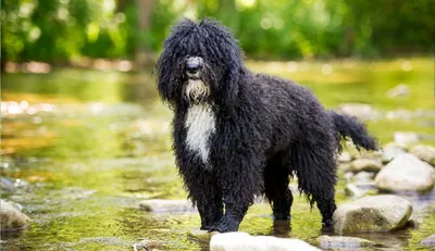 Испанская водяная собака на изображениях: большие размеры | Испанская  водяная собака Фото №78307 скачать