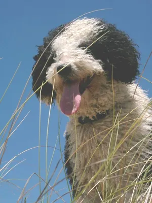 Іспанська Водяна Собака, Испанская Водяная Собака, Spanish Water Dog: 900 €  - Собаки Киев на Olx