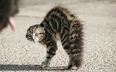 Испуганный кот | Пикабу