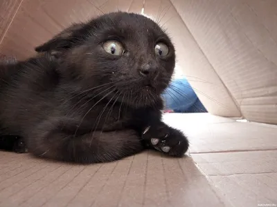 испуганный кот тэбби на полу Стоковое Фото - изображение насчитывающей  кошачий, собач: 225645388