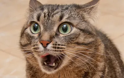 Испуганный кот с большими глазами …» — создано в Шедевруме