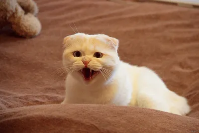 Очень испуганный кот с гигантскими …» — создано в Шедевруме