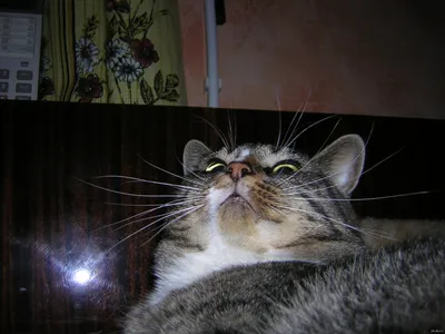 Смешной испуганный кот Stock Photo | Adobe Stock