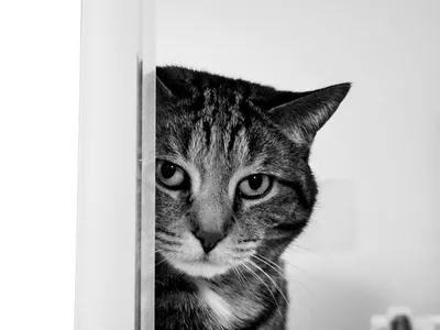 Кошачья лапка кота, испуганный кот, млекопитающее, кошка, как млекопитающее  png | Klipartz