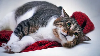 Испуганный или вспугнутый смешной изолированный кот котенка Стоковое Фото -  изображение насчитывающей любознательно, устрашено: 98237420