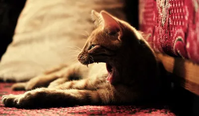 Испуганный кот прячется под кроватью…» — создано в Шедевруме