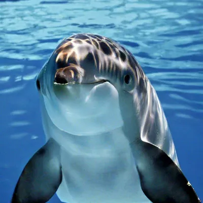 История дельфина (фильм, 2011) смотреть онлайн в хорошем качестве HD (720)  / Full HD (1080)