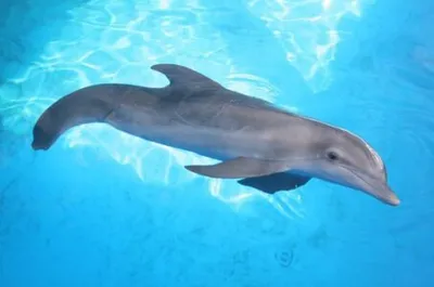 История дельфина 2 (Blu-ray) — купить в интернет-магазине по низкой цене на  Яндекс Маркете