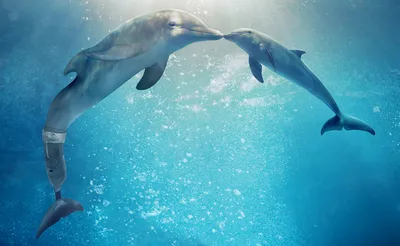 История дельфина (2011) - BogMedia.org