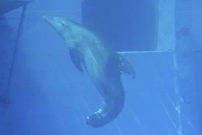 Расскажи мне что-нибудь хорошее. История о маленьких ежиках и  необыкновенном спасении дельфина Каси | Ваккетта Массимо - купить с  доставкой по выгодным ценам в интернет-магазине OZON (1047230895)
