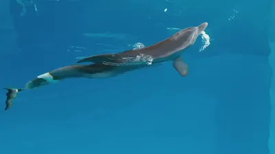 Рецензия на фильм «История дельфина 2»