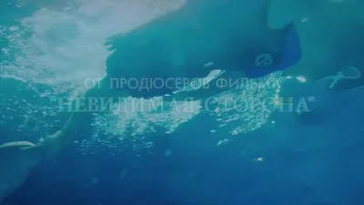 Фильм История дельфина 2 смотреть онлайн бесплатно в хорошем качестве