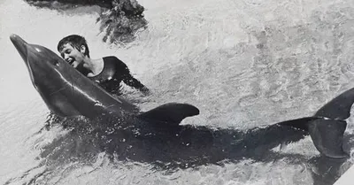 Фотографии, постеры и кадры из фильма История дельфина.