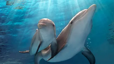 История дельфина 2 (фильм, 2014)