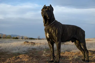 Итальянская сторожевая собака фото фотографии