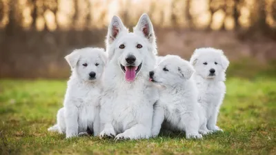 Породы собак – фотографии, названия и описания | Royal Canin