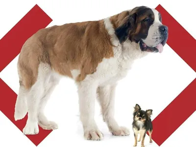 18 популярных пород служебных собак с описанием | Pet7