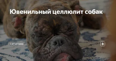 Ювенильный целлюлит собак или ЮСГДЛ (Ювенильный стерильный гранулематозный  дерматит и лимфаденит)... | ВКонтакте