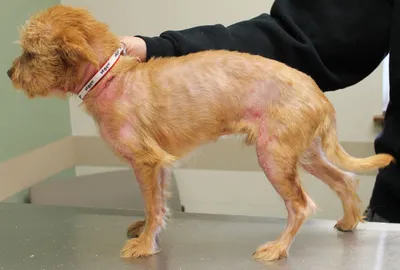 Гистиоцитома кожи собак | Ветеринарная клиника доктора Шубина