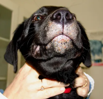 Лечение дерматита у собаки (58 фото) - картинки sobakovod.club