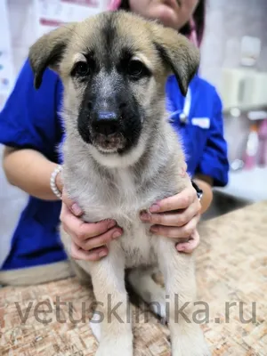 Ветеринарный кабинет \"ВикВет\" | Krasnodar