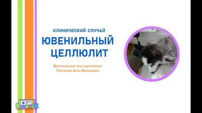Ювенильный целлюлит щенков: симптомы и лечение