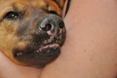 Нарост на губе у собаки (84 фото) - картинки sobakovod.club