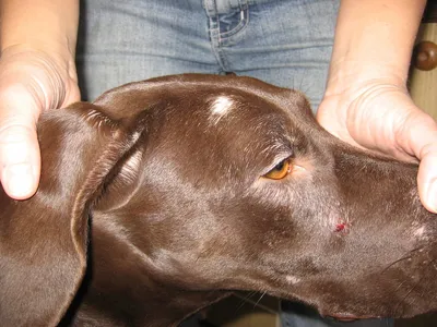 Ювенильный целлюлит у щенков — симптомы, диагностика и лечение