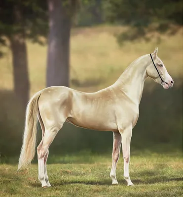 Изабелловая лошадь фото 