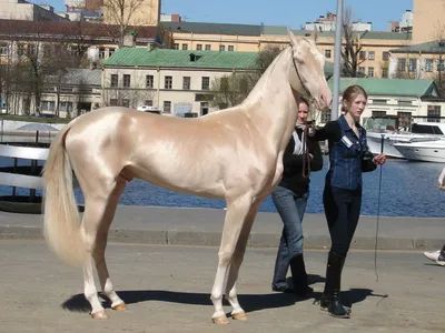 Ахалтекинская лошадь, изабелловая масть…» — создано в Шедевруме