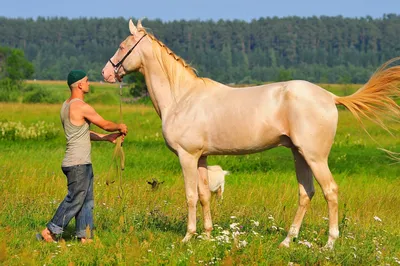 Лошадь породы Изабелловая., с …» — создано в Шедевруме