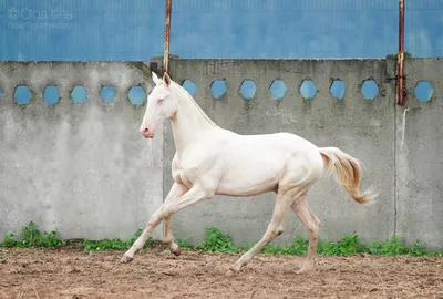 Перекрестки жизни - Перламутровая... Ахалтекинская лошадь, изабелловая  масть (кремелло). | Facebook