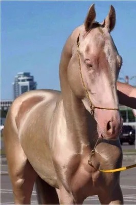 НАУКА И ИСТОРИЯ⏳ on Instagram: \"Ахалтекинский жеребец Ак Гез редкой  изабелловой масти является самой красивой лошадью в мире. Ахалтекинская  лошадь или Небесный конь. Эту кличку лошади дали за ее красоту и  выносливость.