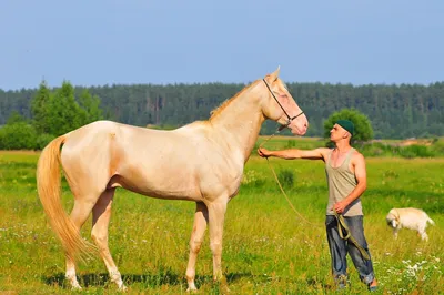 Изабелловая лошадь» картина Шевцевой Катерины (картон, масло) — купить на  ArtNow.ru