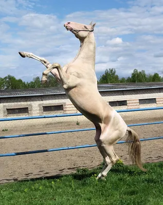 Изабелловая масть лошади - 62 фото | Лошади, Коричневая лошадь,  Ахалтекинская лошадь