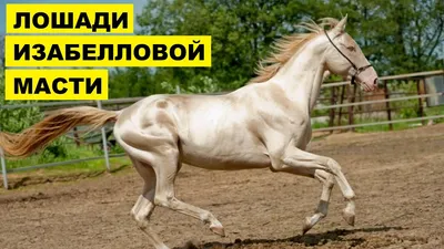 Ак Гёз Гели – самый красивый конь ахалтекинской породы (9 фото)